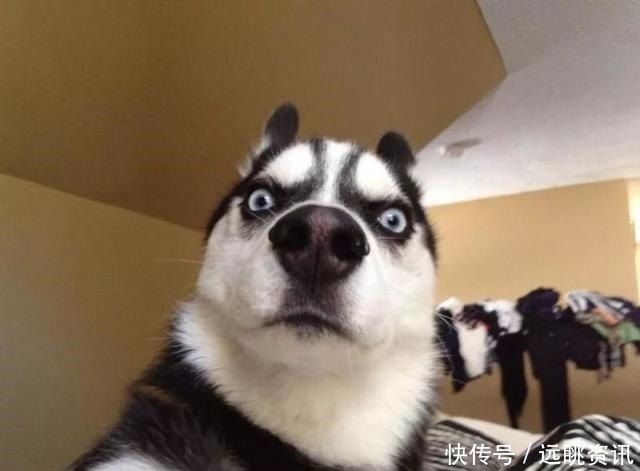 取名字|给猫狗取名字这么大的事,当然要敷衍了事啊!