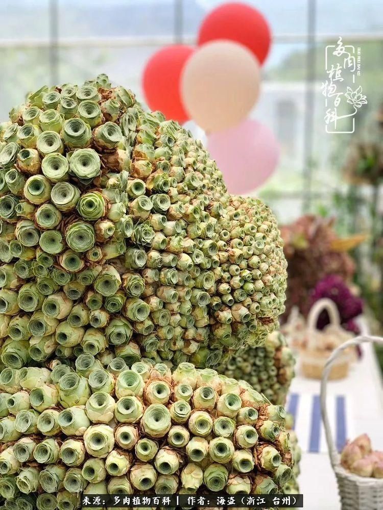  梅雨季|干货：高温高湿梅雨季，山地玫瑰养护提醒，帮你远离黑腐！