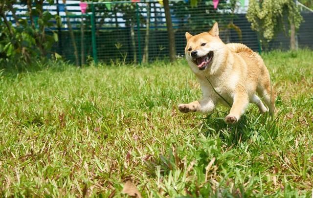  五大|柴犬五大缺点，最大的缺点是哪个，你知道吗？