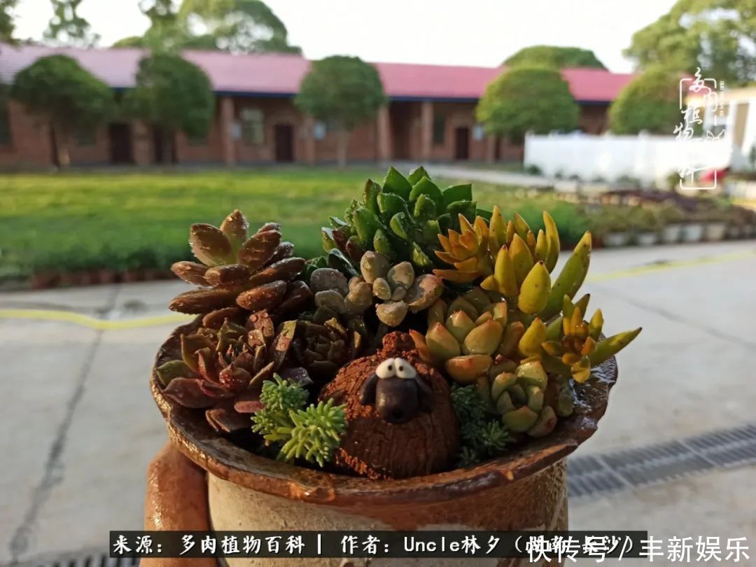  泡一壶|多肉庭院慢生活种一片多肉，喝一杯果酒，泡一壶清茶！