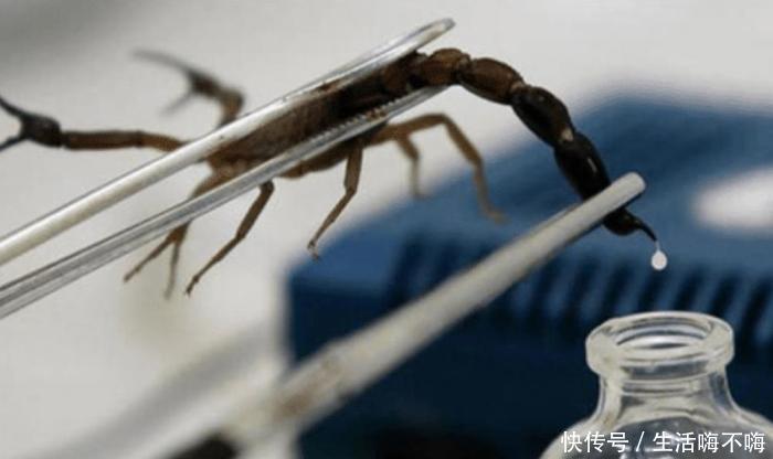  动物|六种价格昂贵的动物液体，人类就独占两种，即便富人也很难买到