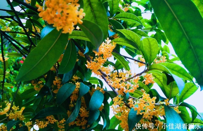 能开|20种秋天开花的植物,外出看到,记得拍照欣赏!