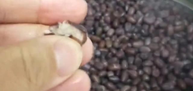  补血|这样做，红豆补气补血，营养丰富，学会了赶快做给家人吃