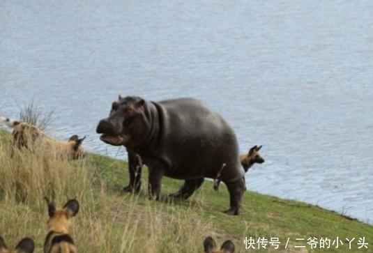 羚羊|逃跑的羚羊, 却成为了水里的守护神