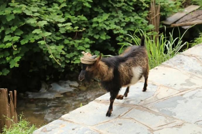  黄岗|村光灿烂 | 如果认识陶渊明，我一定让他到黄岗来。