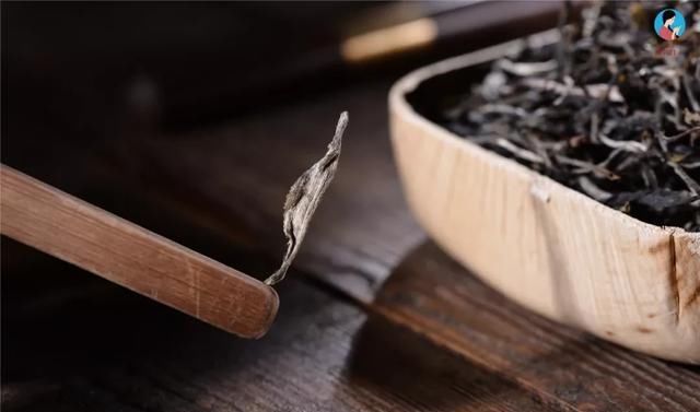 独特|快看！前方发现一座宝藏山头，神似“班章”，却有自己的独特之处