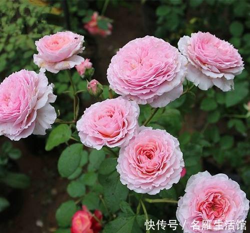 值得|最值得养的藤本花品种,攀缘能力很强,三季开花