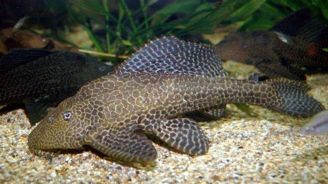 小龙虾|这种鱼外号“清道夫”,没人愿意吃,但是比小龙虾更命苦!