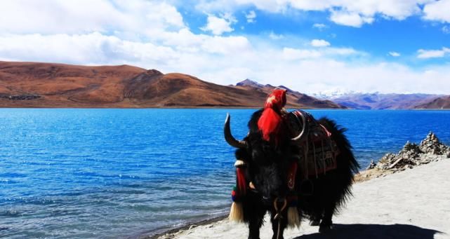  游客|西藏这片湖，鱼群多达8亿斤，却为何无人敢捕？游客：换我也不敢