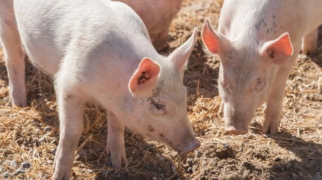  秘籍|养猪场秘籍：猪圈太臭怎么办？只需一个办法就解决，还能提高肉质