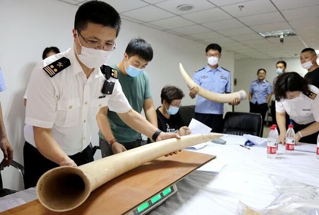 移交|大连海关移交921件查没濒危动物及其制品