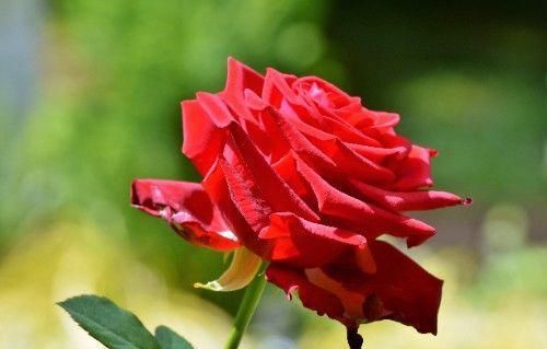 情深似海|在8月份期间，桃花浓，旧爱归，情深似海，盼望复合的四大生肖