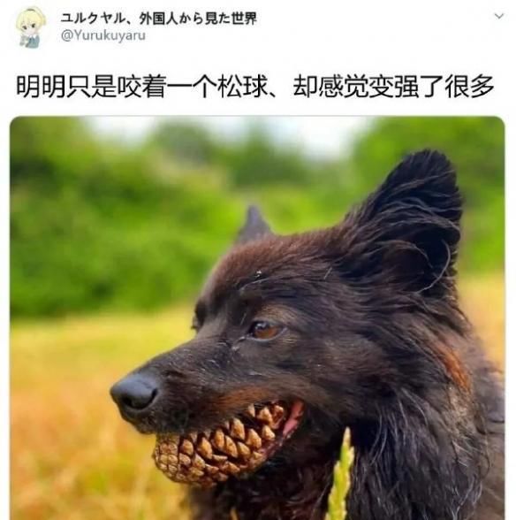  足够|狗狗的日常：只要心态足够好，哪里都是巴厘岛