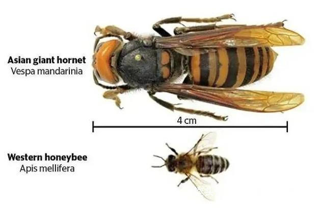 蜜蜂巢穴|1小时就能消灭6万只蜜蜂,却被蜜蜂用物理学反制,它有多惨