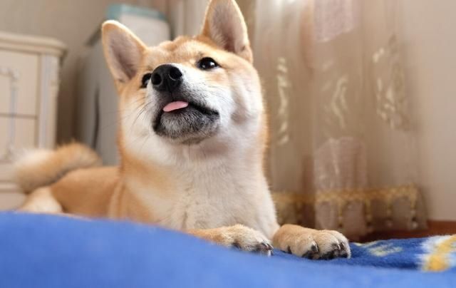  五大|柴犬五大缺点，最大的缺点是哪个，你知道吗？