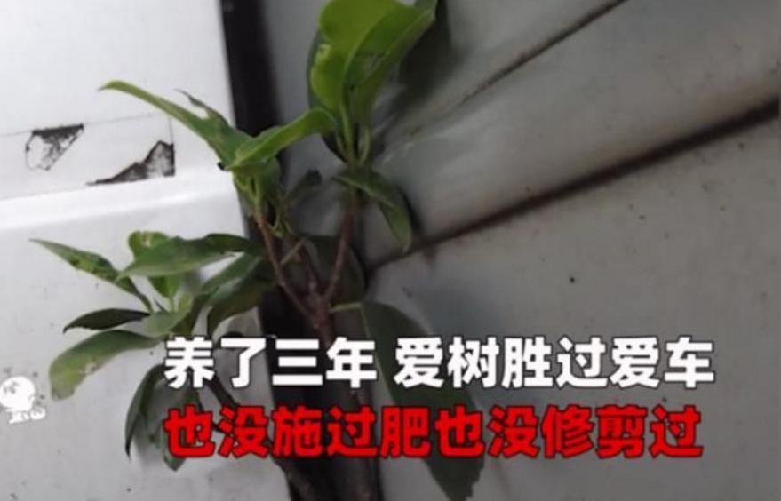  车主|车上长出小树苗，车主精心呵护3年：要像养孩子一样