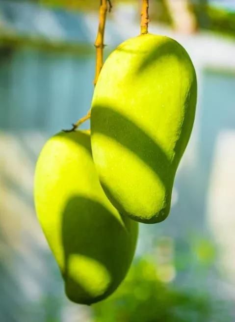 西柚果肉|“芒”里偷闲,把阳光的味道带回家!