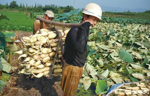 口感|买莲藕,选七孔还是九孔?藕农:2种区别大,选对了,口感才好吃