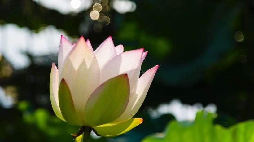 健康运势|8月开始双喜临门,横财一大把,穷日子过成好日子的四大属相