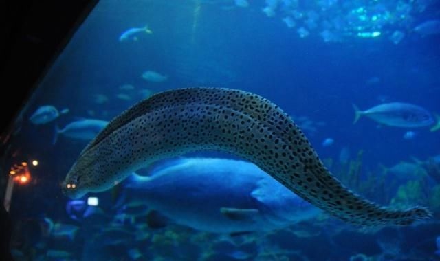  蛇头|被剪下头部的海鳗咬伤？听说过被蛇头咬伤，海鳗头咬人什么原因？