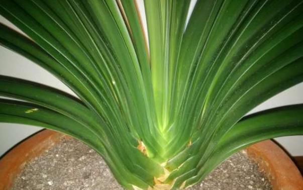  品种|君子兰被卖到“天价”，原因有4点，不懂就看，能带给你惊喜