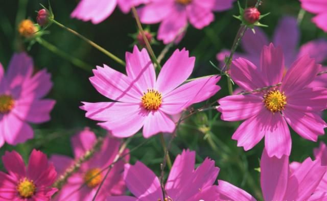  属兔的人|七月开始：财运爆棚，财运大红大紫，鸿运当头的生肖