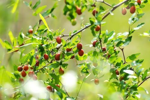  值钱|刚上市，行情涨到260一斤，客商抢着收，酸枣仁那么值钱？