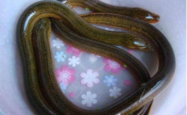  举动|男子把40厘米长的黄鳝塞进自己体内，是什么让他有如此的惊人的举动？