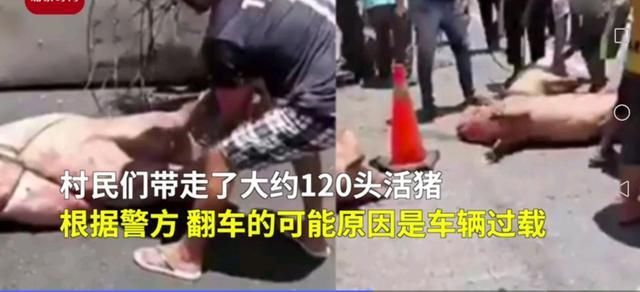  疯狂|运猪车侧翻20吨活猪遭村民疯抢，实在太疯狂，不敢相信这一幕