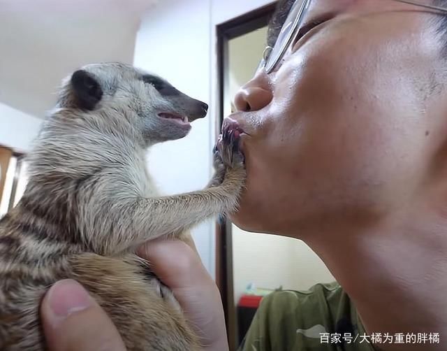  对猫鼬|猫鼬老爱捣乱，却怕主人用“亲吻”惩罚它，对门发呆时猫咪准会来