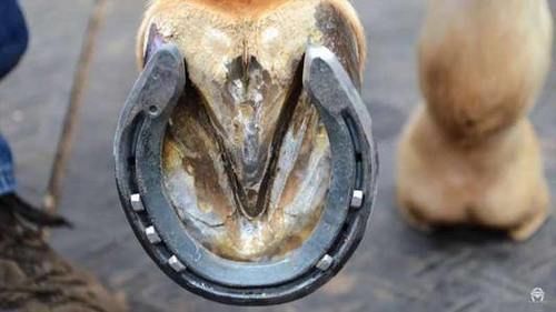  人类|为何马需要钉马掌？马疼不疼，怎么野马不用？