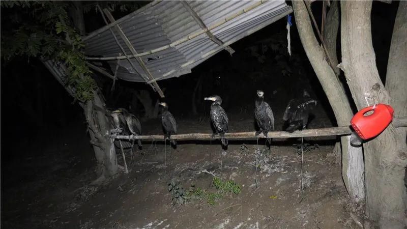 专项|抓获6人！玉屏公安开展打击非法捕捞专项行动