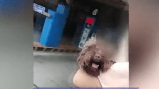  遛狗|中年女子遛狗不牵绳, 辅警上前劝阻, 女子喊: 咬他