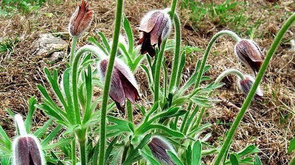  野菜|农村随处可见的野菜，有清热解毒、凉血止痢、燥湿杀虫的功效