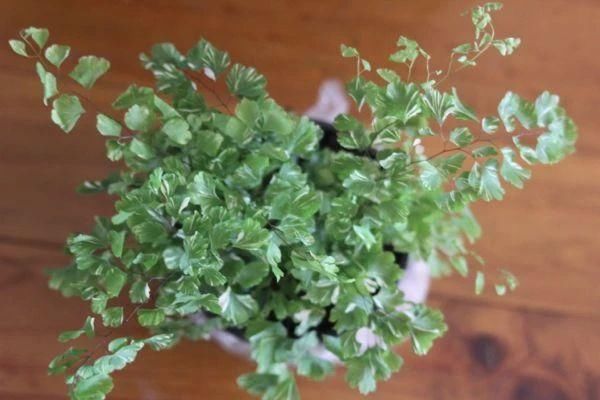  断发黄干枯|铁线蕨黄叶剪掉还是枯萎了，教你一招救活它，几周长出茂盛嫩叶