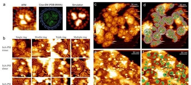  原子力显微|刘鲁宁/张玉忠团队合作取得光合膜天然结构研究重要进展