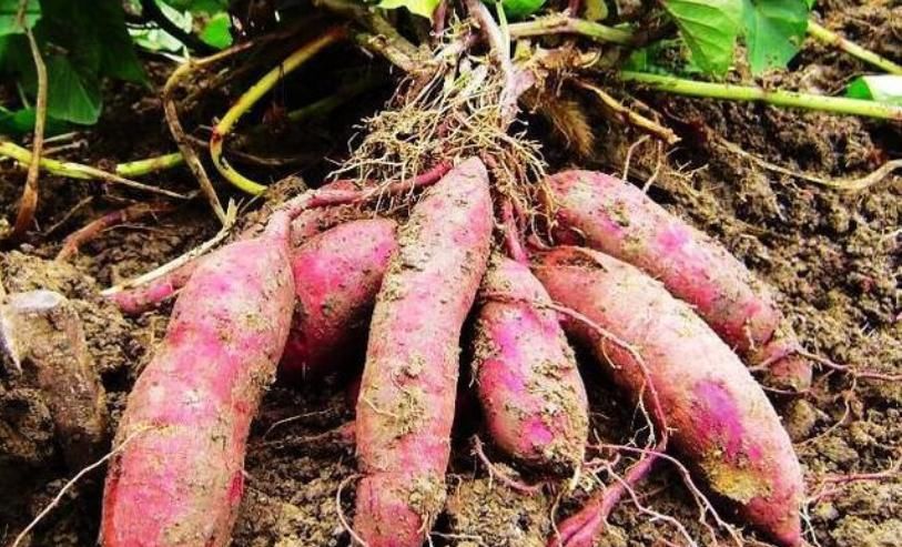 糯米|秋天,吃山药南瓜不如吃它,2块一斤,营养极高,常吃增强抵抗力