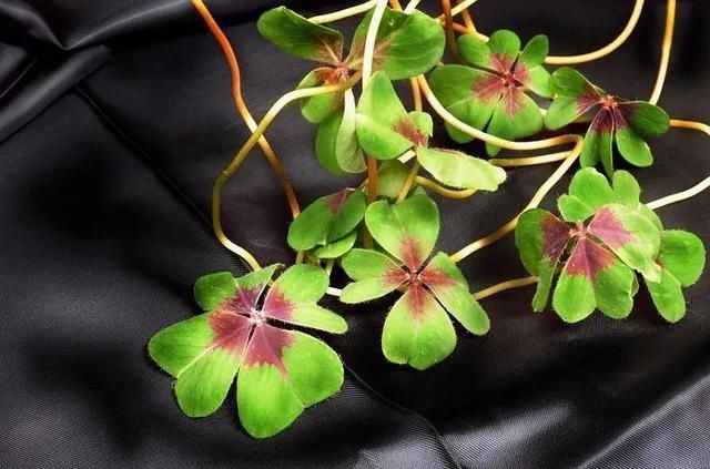  好运气|夜读 | 你必须很努力，才会遇到好运气