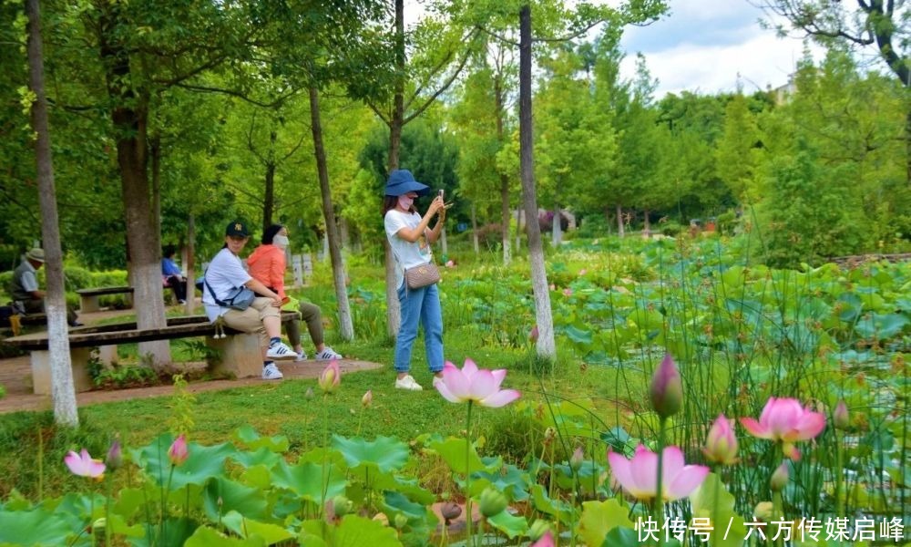  公园|我还是经不住诱惑，因为这里的荷花太美