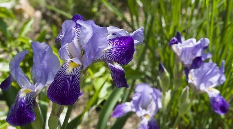 爱情|近期开始桃花运势不可挡, 邂逅良人, 定能收获好爱情的4大生肖