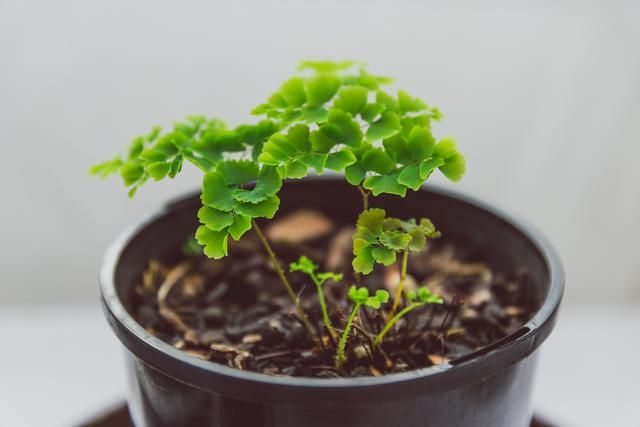  断发黄干枯|铁线蕨黄叶剪掉还是枯萎了，教你一招救活它，几周长出茂盛嫩叶