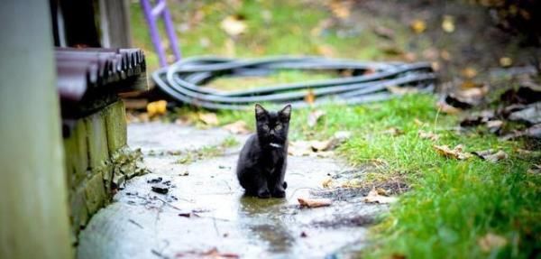  小奶牛猫|我们跟流浪猫的每一次见面，都是永别！