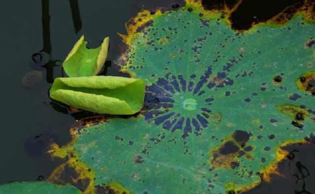  美的|那是一段至美的情感，将随我离去而消失于世界