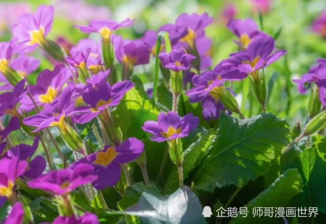  运势|八月开始：运势急上，洪福齐天，成功逆袭的生肖