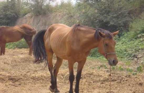 揭晓|肉食主义者为何不吃“马肉”,三点原因揭晓,你绝对想不到
