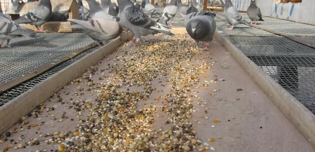  膘肥体壮|想让赛鸽更健壮？喂食这几样东西保准你的鸽子膘肥体壮