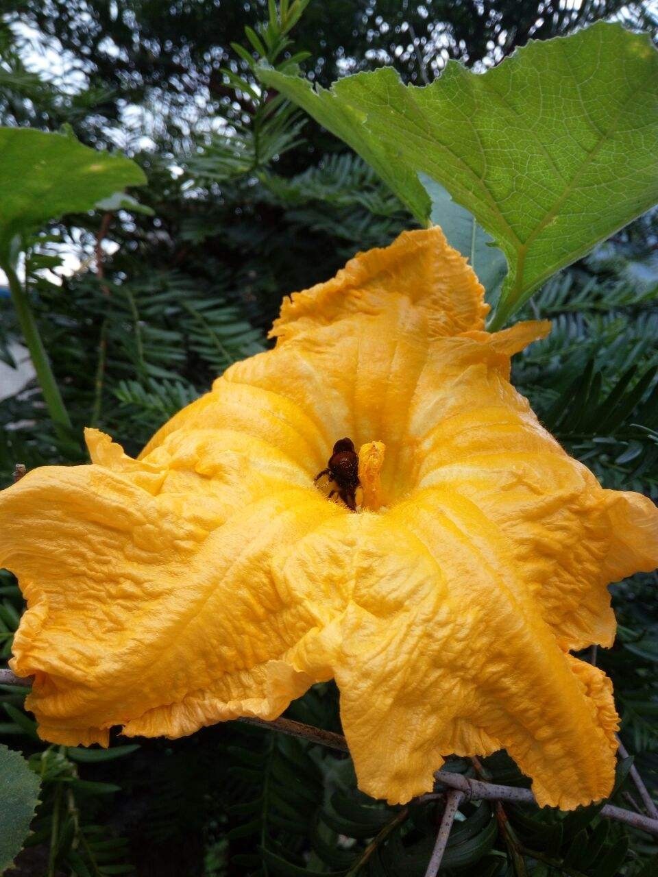 常见|农村常见的花,摘下来还能做菜吃,味道比鸡肉还鲜美