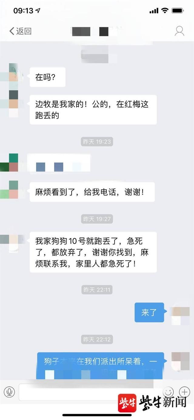  民警|为给边牧寻主人，民警操碎了心