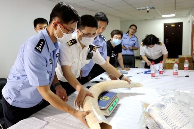 移交|大连海关移交921件查没濒危动物及其制品