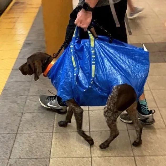  乘坐|美国人怎么喜欢带着宠物猫狗乘坐地铁？爱猫狗人士慎点